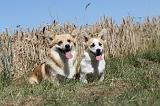 CORGI PEMBROKE 033